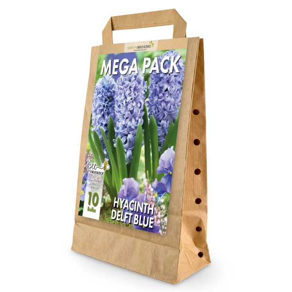 GreenBrokers Delft Blue Hyacinth Bulbs – 10 Dutch Bulbs, Bee-Friendly Gift Bag B1373