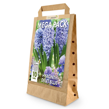 GreenBrokers Delft Blue Hyacinth Bulbs – 10 Dutch Bulbs, Bee-Friendly Gift Bag B1373