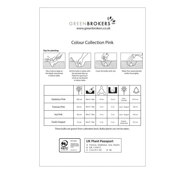 Pink Colour Collection Summer Flowering Bulbs (50 Bulbs) - B1309