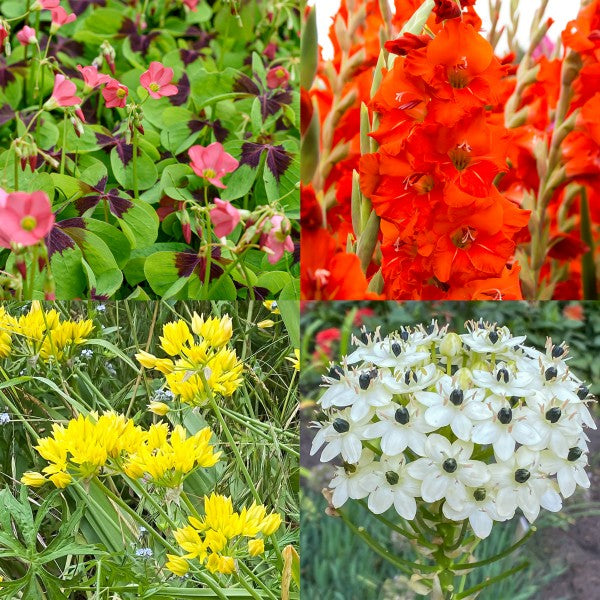 All Summer Long Flowering Bulbs Big Value Pack Mixed Colours (50 Bulbs) - B1312