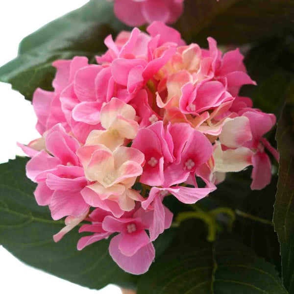 Artificial Pink Hydrangea in White Metal Window Box -A1384