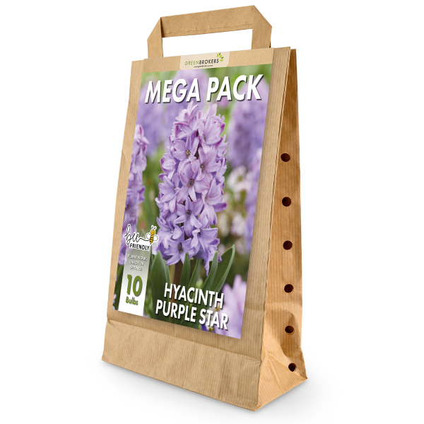 GreenBrokers Purple Hyacinth Bulbs – Purple Star (10 Pack), Bee-Friendly Pack B1377