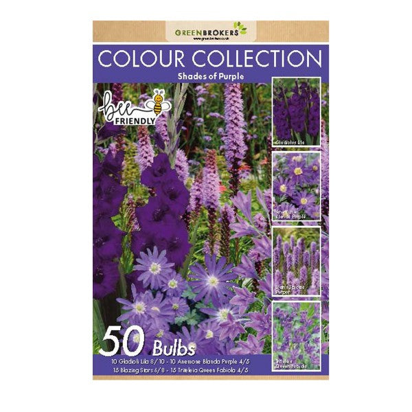 Purple Colour Collection Summer Flowering Bulbs (50 Bulbs) - B1308