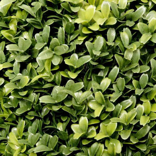 Artificial Boxwood Topiary Cone Shaped Potted Plant 70cm/28in (Set of 2) - A1300