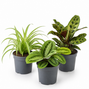 Pet Friendly 3 Plant Collection - Spider Plant, Lemon Lime & Fascinator, 1L Pots