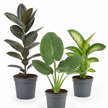 Tropical Jungle 3 Plant Collection - Ficus Robusta, Elephant Ear & Dumb Cane – Mixed Houseplants Set in 1L Pots
