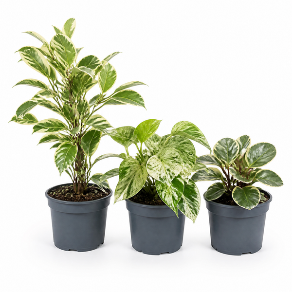 Designer Variegated 3 Plant Collection - Ficus Belize, Marble Queen & Peperomia Plant, 1L Pots