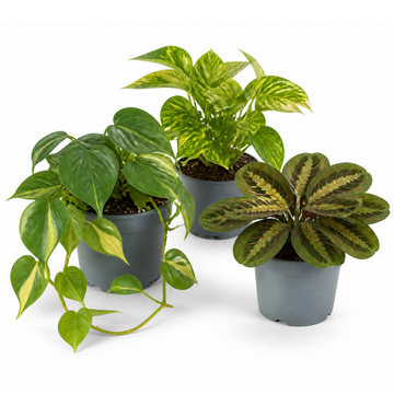 Jungle Shelf 3 Plant Collection - Philodendron Brasil, Golden Pothos & Maranta, 1L Pots