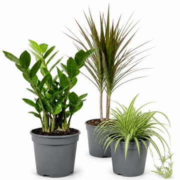 Easy Care 3 Plant Collection - Spider Plant, ZZ Plant & Dracaena Marginata, 1L Pots