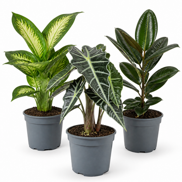 Bold Leaf 3 Plant Collection - Dieffenbachia, Alocasia Polly & Rubber Plant, 1L Pots