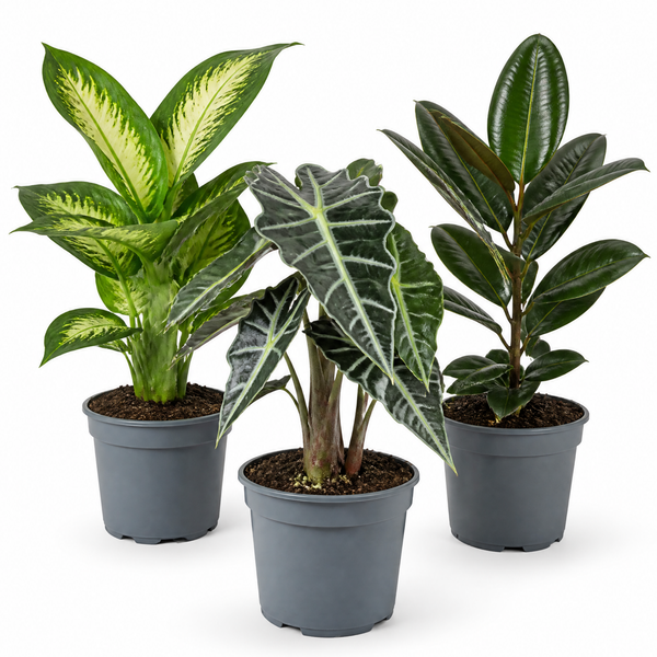 Bold Leaf 3 Plant Collection - Dieffenbachia, Alocasia Polly & Rubber Plant, 1L Pots