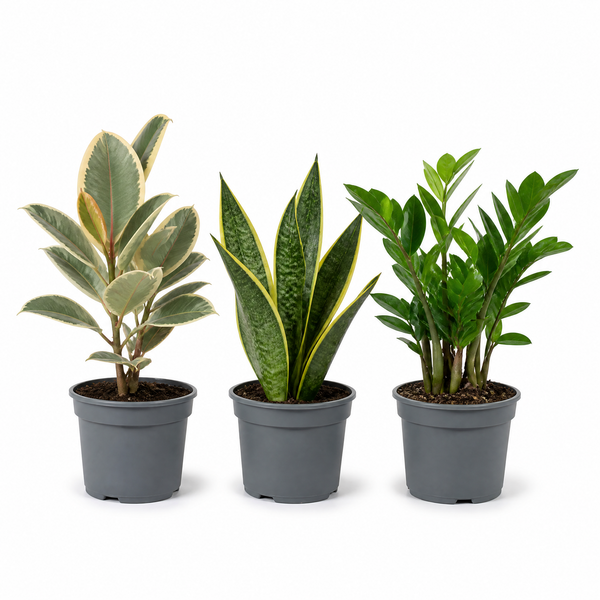 Modern Minimalist 3 Plant Collection - Ficus Tineke, Snake Plant & ZZ Plant, 1L Pots