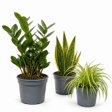Beginner Friendly 3 Plant Collection - ZZ Plant, Snake Plant & Spider Plant – Mixed Houseplants Set in 1L Pots