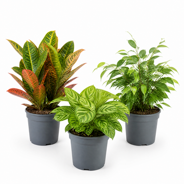 Colourful Foliage 3 Plant Collection - Croton Petra, Maranta & Ficus Belize – 3 Mixed Houseplants in 1L Pots