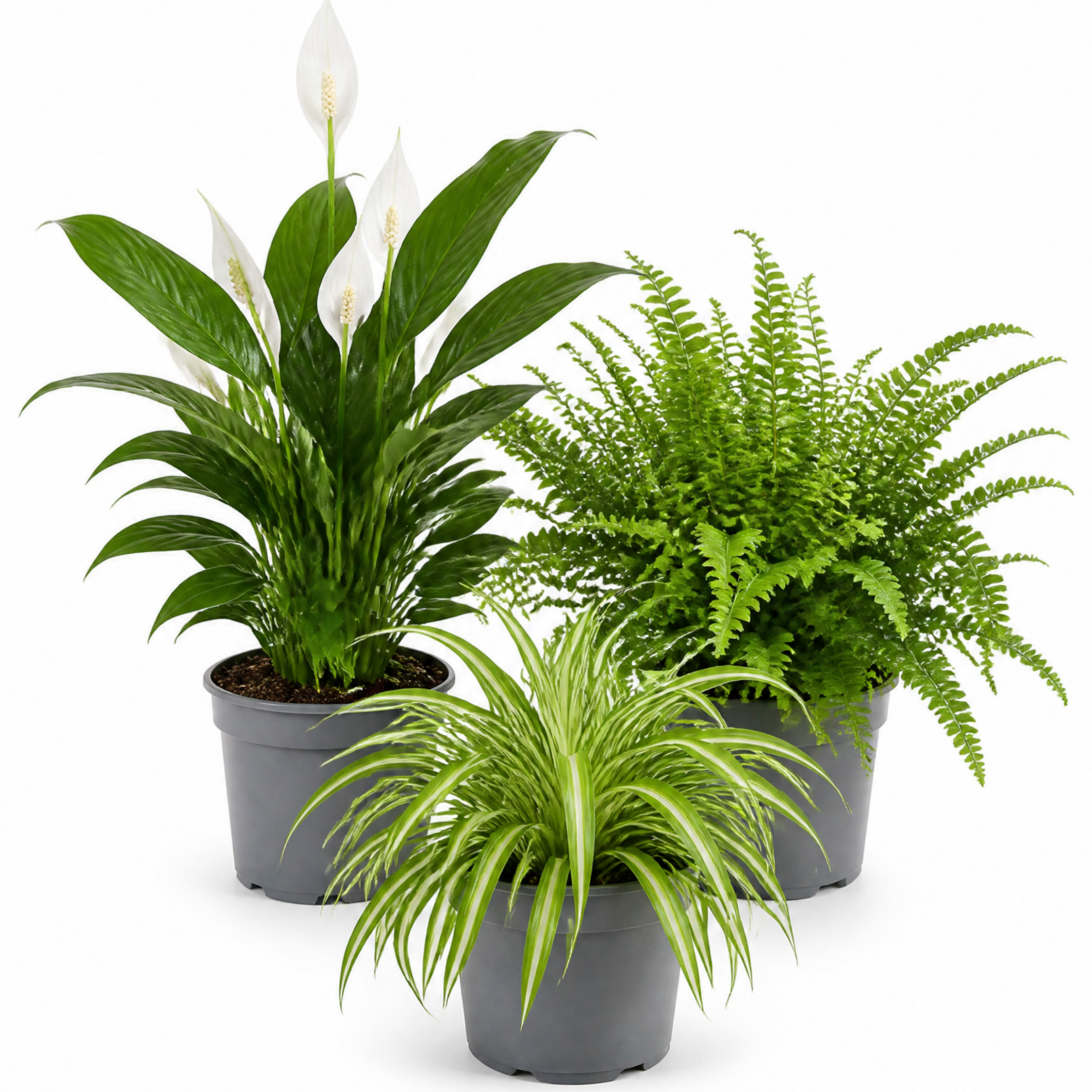 Air Purifying 3 Plant Collection - Peace Lily, Spider Plant & Boston Fern – Mixed Houseplants Set in 1L Pots