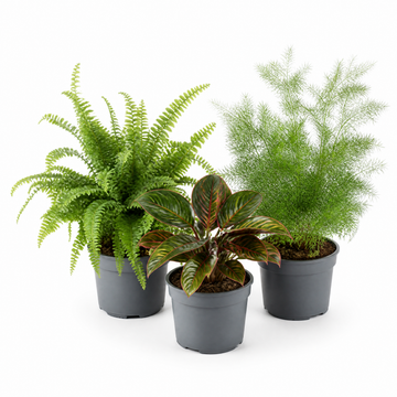 Texture 3 Plant Collection - Boston Fern, Asparagus Fern & Maranta – 3 Mixed Houseplants 1L Pots