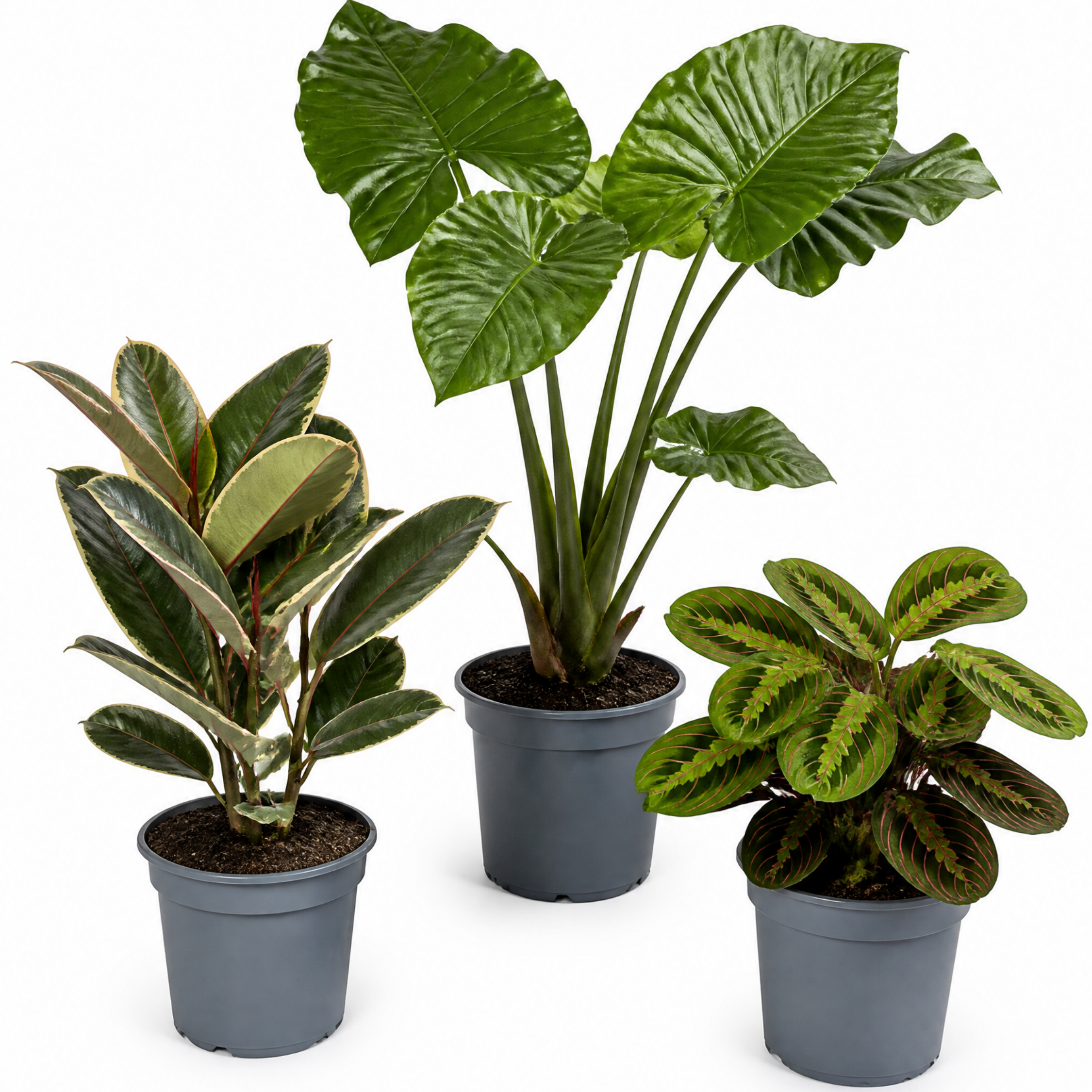 Statement Foliage 3 Plant Collection - Elephant Ear, Tineke & Prayer Plant – Mixed Houseplants Set in 1L Pots