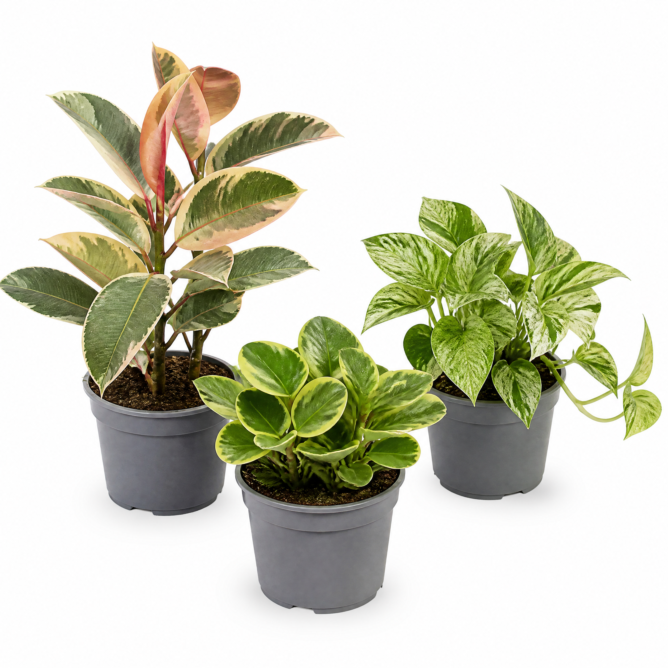 Variegated 3 Plant Collection - Ficus Tineke, Peperomia & Marble Queen – 3 Mixed Houseplants 1L Pots