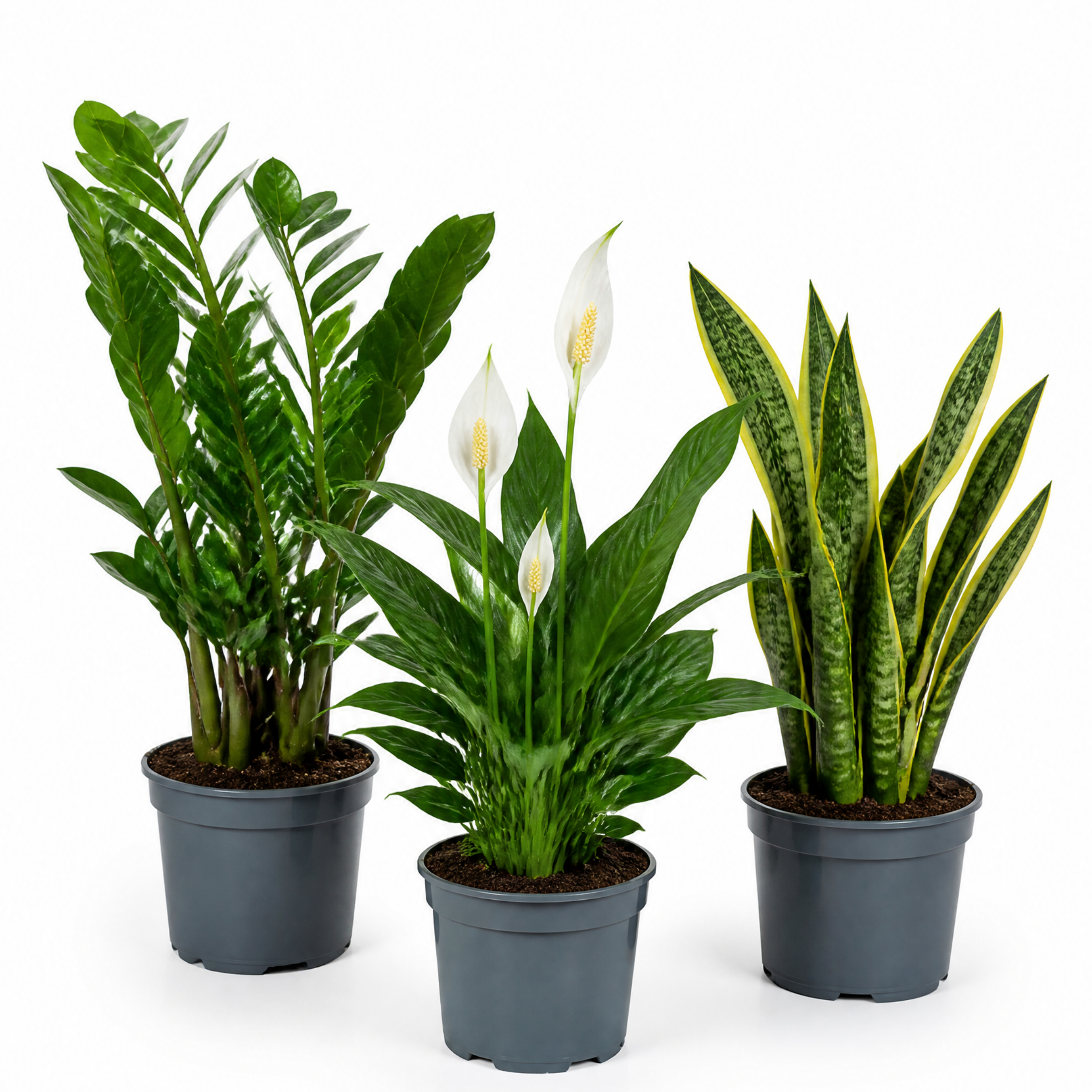 Low Light 3 Plant Collection - Snake Plant, Peace Lily & ZZ Plant – Mixed Houseplants Set in 1L Pots
