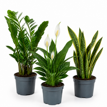 Low Light 3 Plant Collection - Snake Plant, Peace Lily & ZZ Plant – Mixed Houseplants Set in 1L Pots
