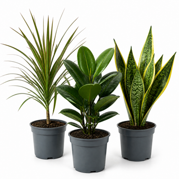 Architectural 3 Plant Collection - Dracaena, Ficus Robusta & Sansevieria – 3 Mixed Houseplants 1L Pots