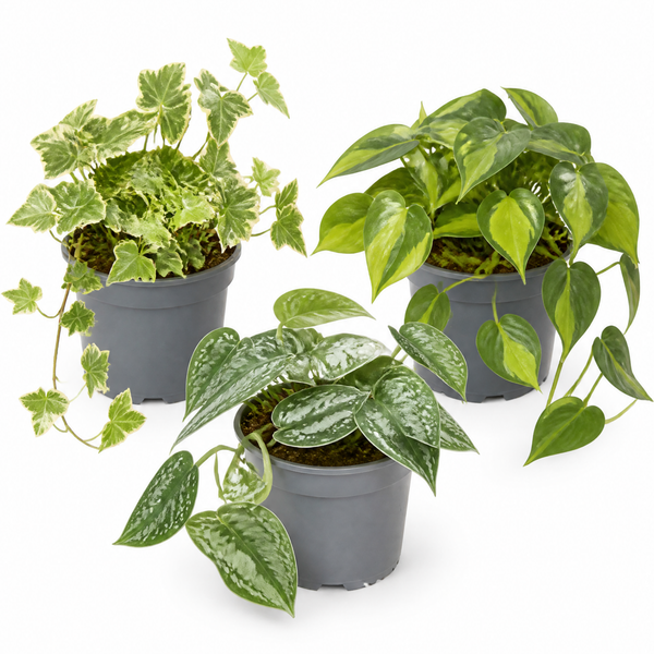 Trailing Jungle 3 Plant Collection - Ivy, Philodendron Brasil & Scindapsus – Mixed Houseplants Set in 1L Pots