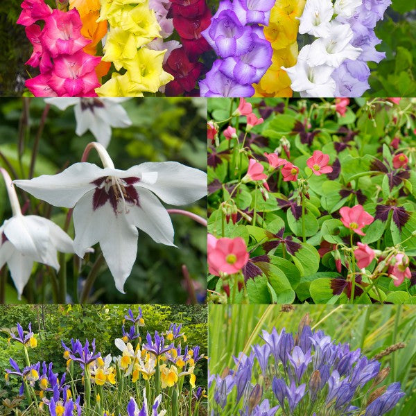 101 Bulbs Promo Pack Collection Summer Flowering Varieties Mixed Colour - B1305