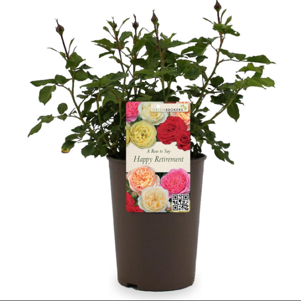 Beautiful Gift Rose - “A Rose to Say Happy Retirement”- Gift Wrapped - 3L Potted - Five Colour Choices 