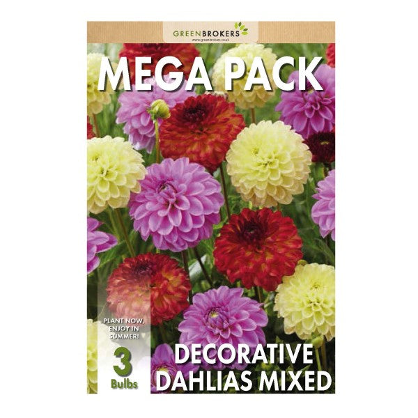 Big Buy Mega Pack Dahlia Decorative Summer Flowering Bulbs Mixed Colours (3 Bulbs) - B1170