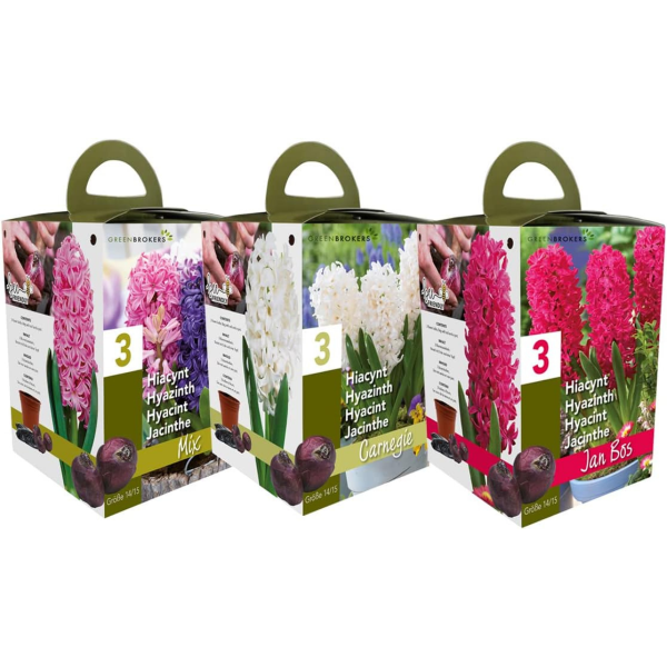 GreenBrokers White Hyacinth Gift Box – 3 Carnegie Bulbs, Pot & Compost B1379