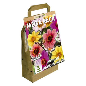 Big Buy Mega Summer Pack Mignon Dahlias Unwin Mixed (3 Bulbs) - B1172