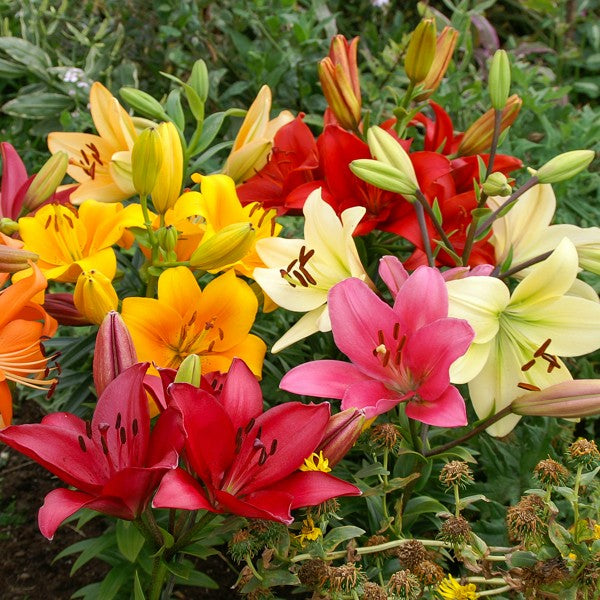Big Buy Mega Summer Pack Lilies Mixed Colours (15 Bulbs) - B1302