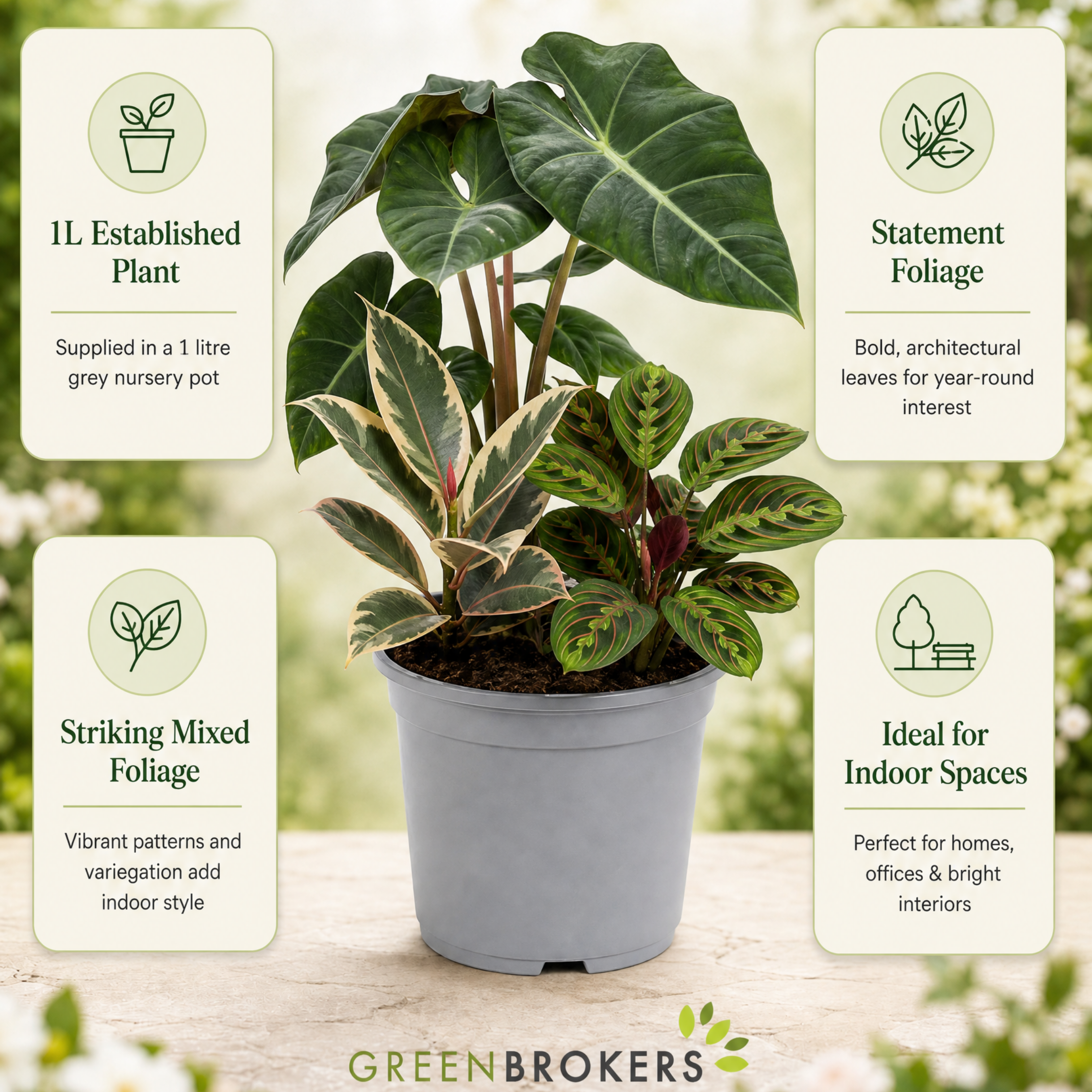 Statement Foliage 3 Plant Collection - Elephant Ear, Tineke & Prayer Plant – Mixed Houseplants Set in 1L Pots