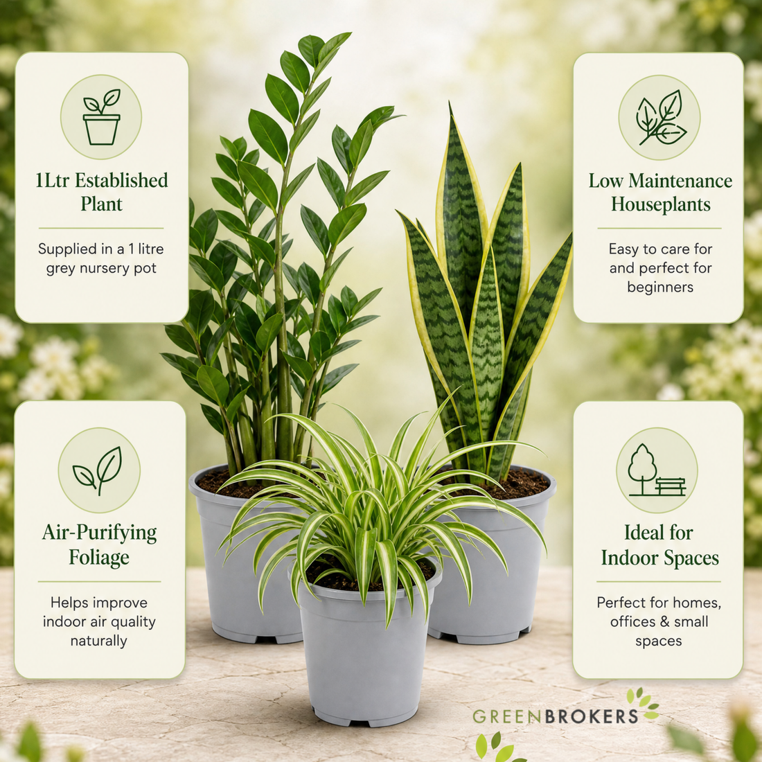 Beginner Friendly 3 Plant Collection - ZZ Plant, Snake Plant & Spider Plant – Mixed Houseplants Set in 1L Pots