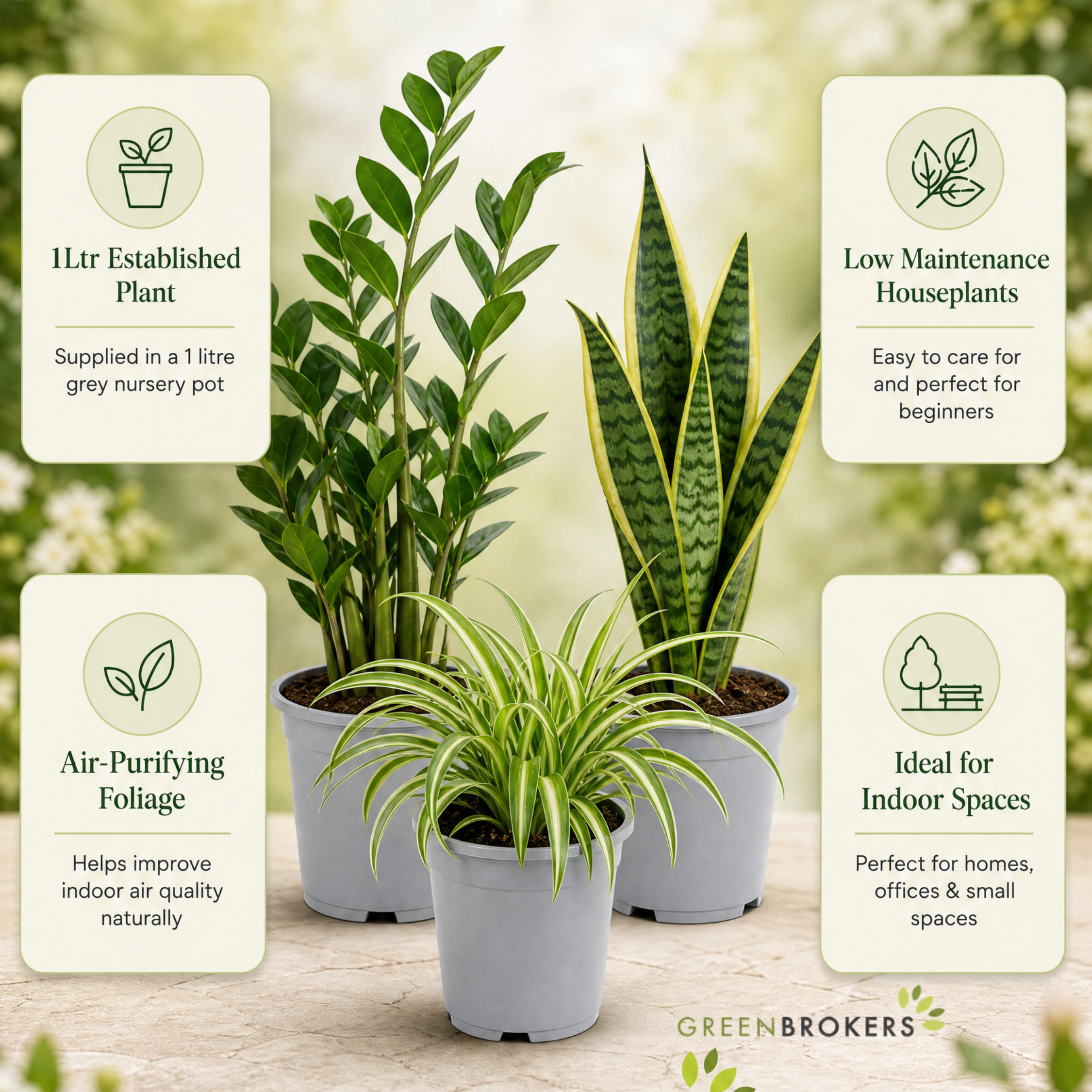 Beginner Friendly 3 Plant Collection - ZZ Plant, Snake Plant & Spider Plant – Mixed Houseplants Set in 1L Pots