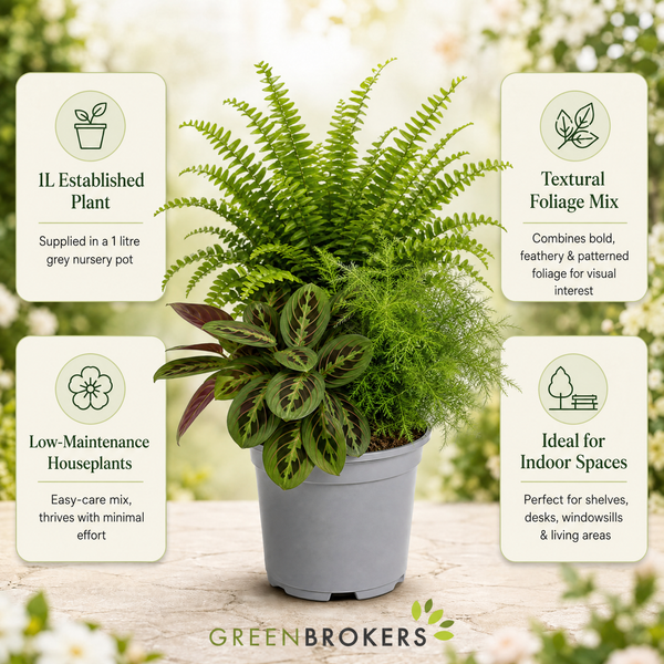 Texture 3 Plant Collection - Boston Fern, Asparagus Fern & Maranta – 3 Mixed Houseplants 1L Pots