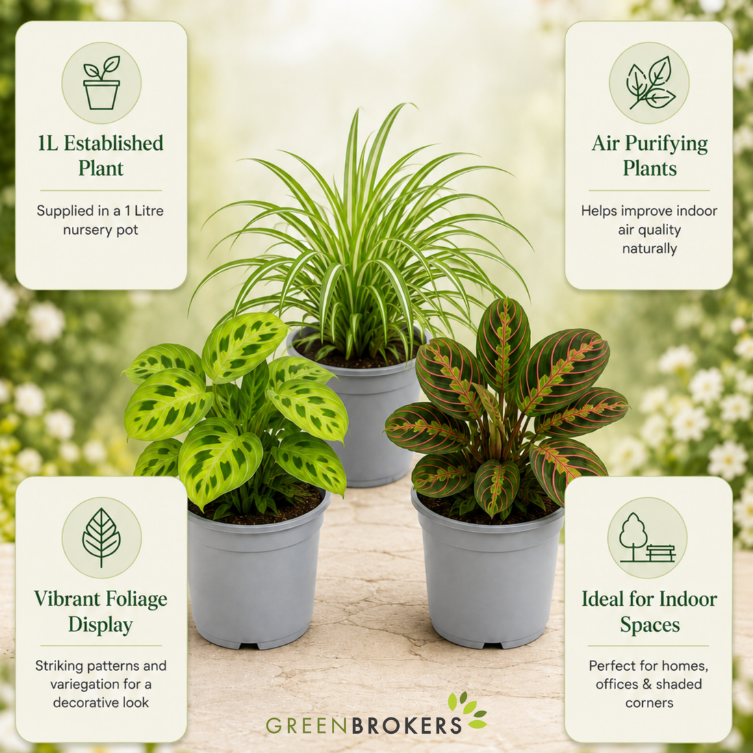Pet Friendly 3 Plant Collection - Spider Plant, Lemon Lime & Fascinator, 1L Pots