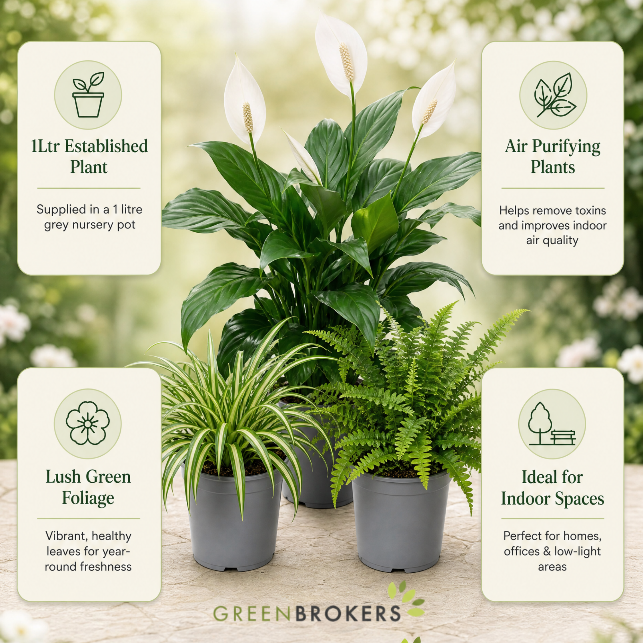 Air Purifying 3 Plant Collection - Peace Lily, Spider Plant & Boston Fern – Mixed Houseplants Set in 1L Pots