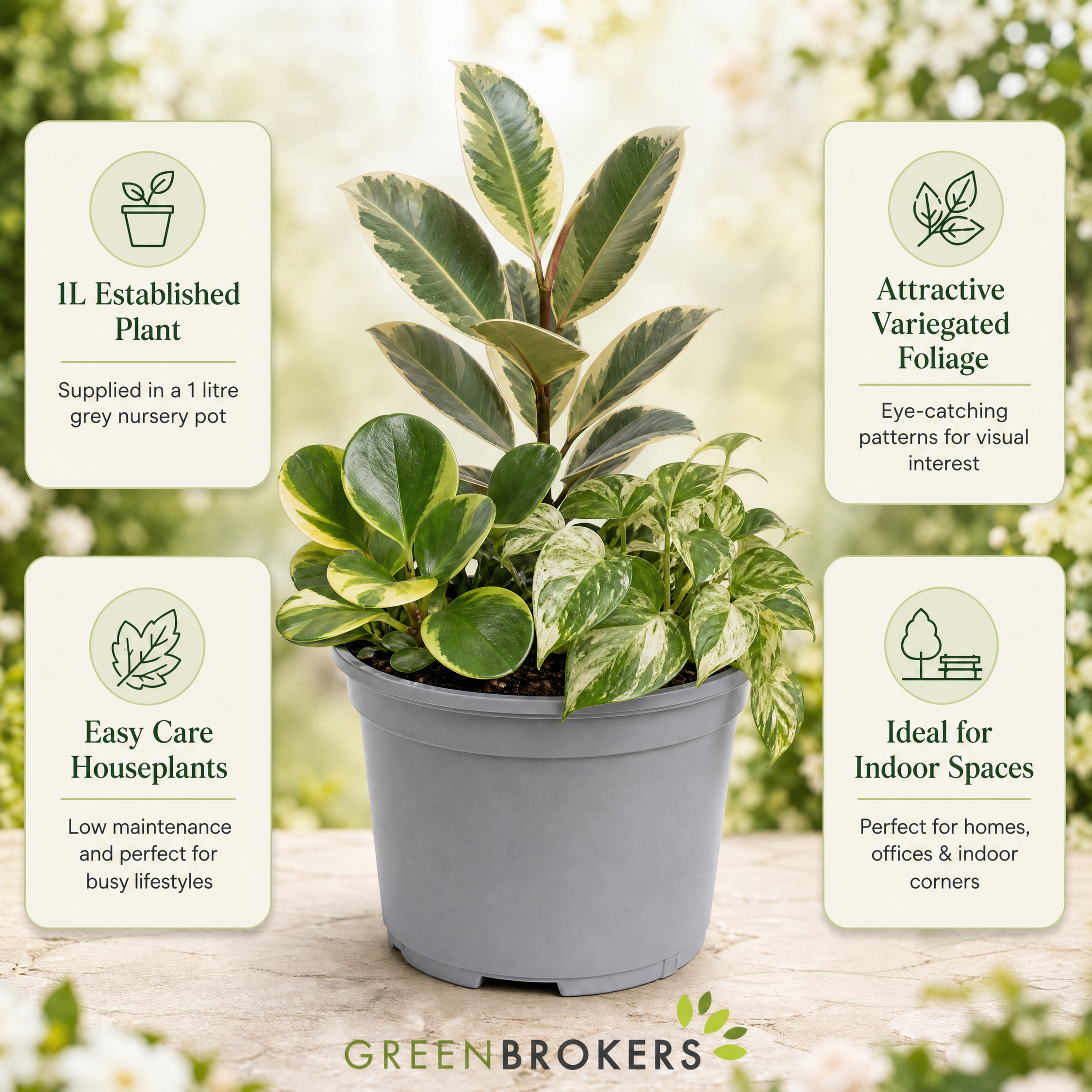 Variegated 3 Plant Collection - Ficus Tineke, Peperomia & Marble Queen – 3 Mixed Houseplants 1L Pots