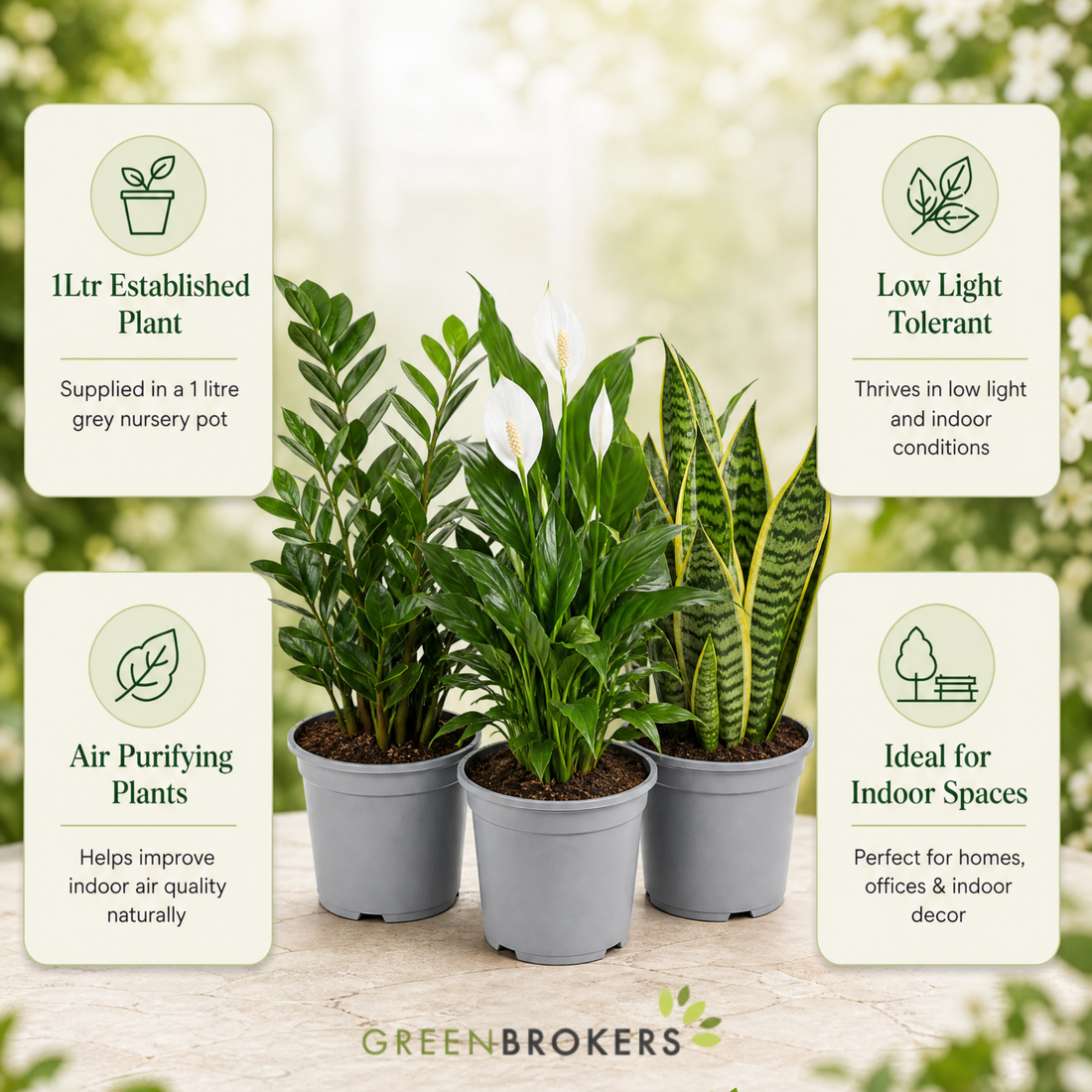 Low Light 3 Plant Collection - Snake Plant, Peace Lily & ZZ Plant – Mixed Houseplants Set in 1L Pots