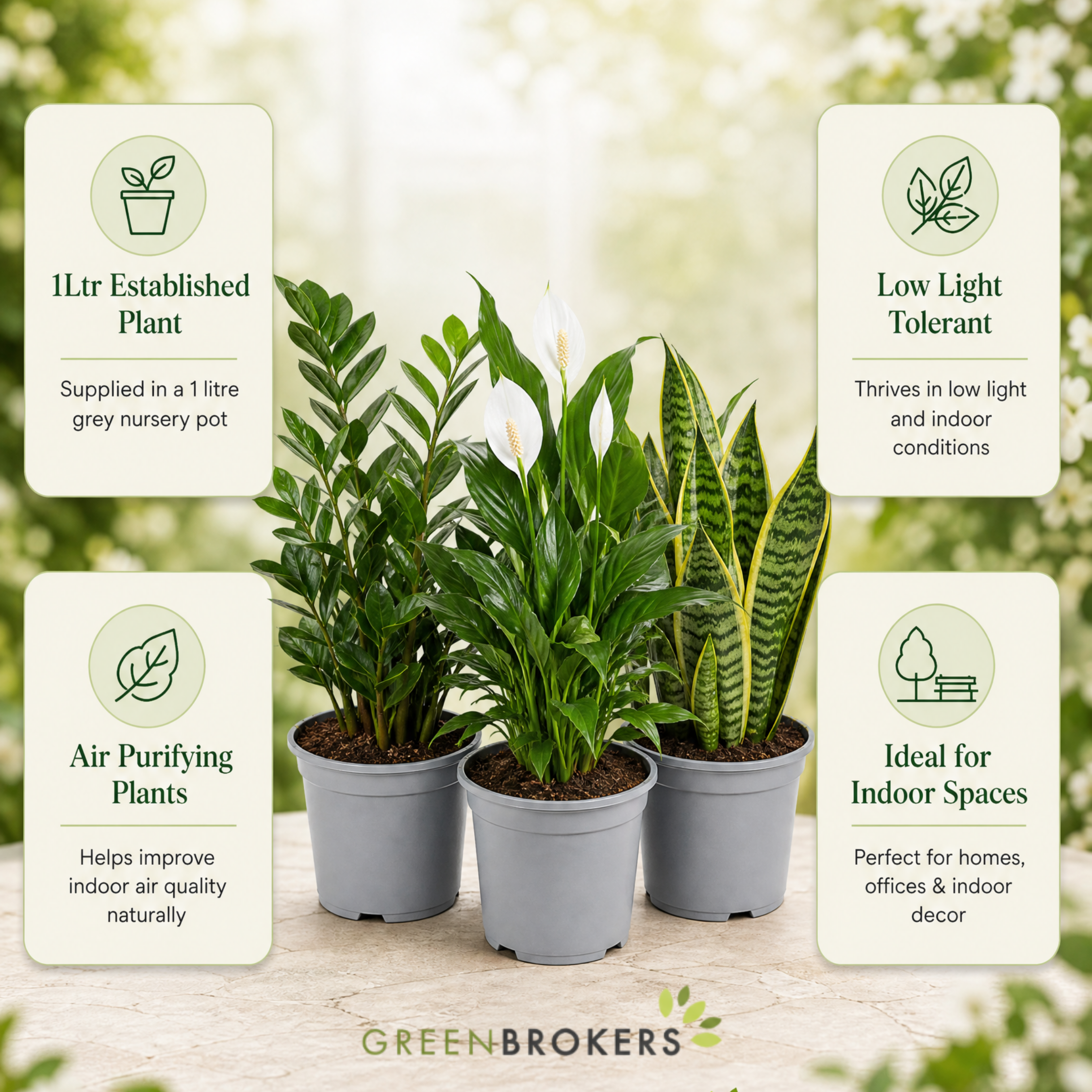 Low Light 3 Plant Collection - Snake Plant, Peace Lily & ZZ Plant – Mixed Houseplants Set in 1L Pots