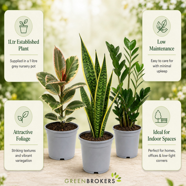 Modern Minimalist 3 Plant Collection - Ficus Tineke, Snake Plant & ZZ Plant, 1L Pots