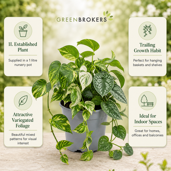 Trailing 3 Plant Collection - Pothos, Marble Queen & Scindapsus Trebie – Mixed Houseplants Set in 1L Pots