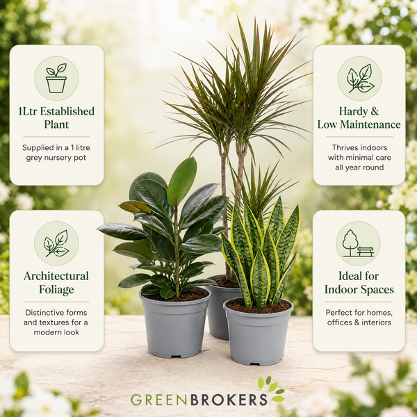 Architectural 3 Plant Collection - Dracaena, Ficus Robusta & Sansevieria – 3 Mixed Houseplants 1L Pots