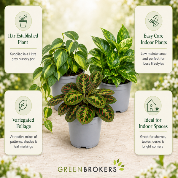 Jungle Shelf 3 Plant Collection - Philodendron Brasil, Golden Pothos & Maranta, 1L Pots