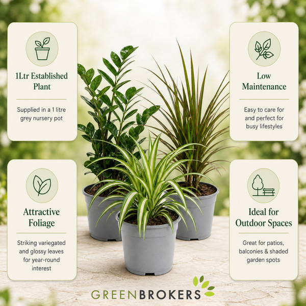 Easy Care 3 Plant Collection - Spider Plant, ZZ Plant & Dracaena Marginata, 1L Pots