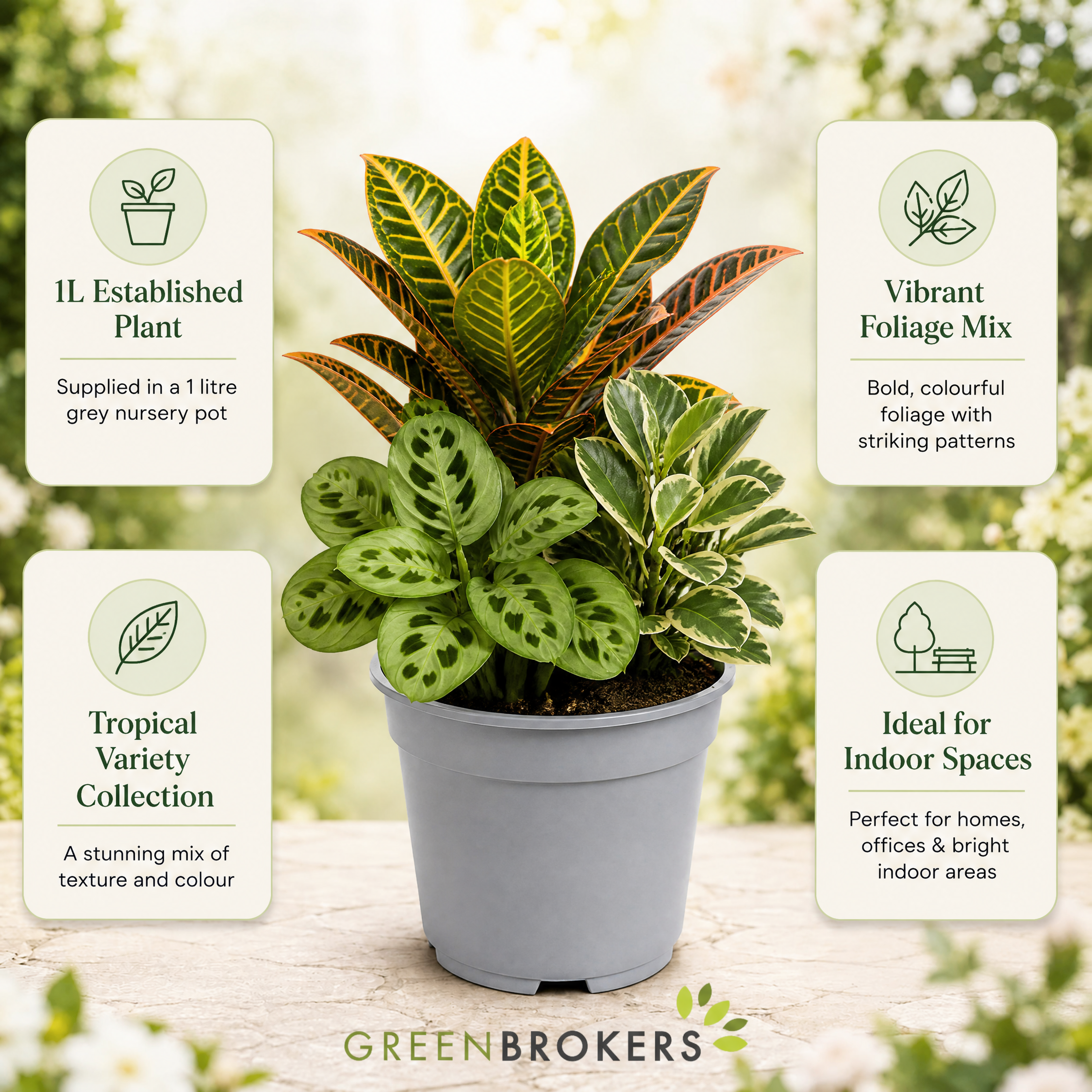Colourful Foliage 3 Plant Collection - Croton Petra, Maranta & Ficus Belize – 3 Mixed Houseplants in 1L Pots