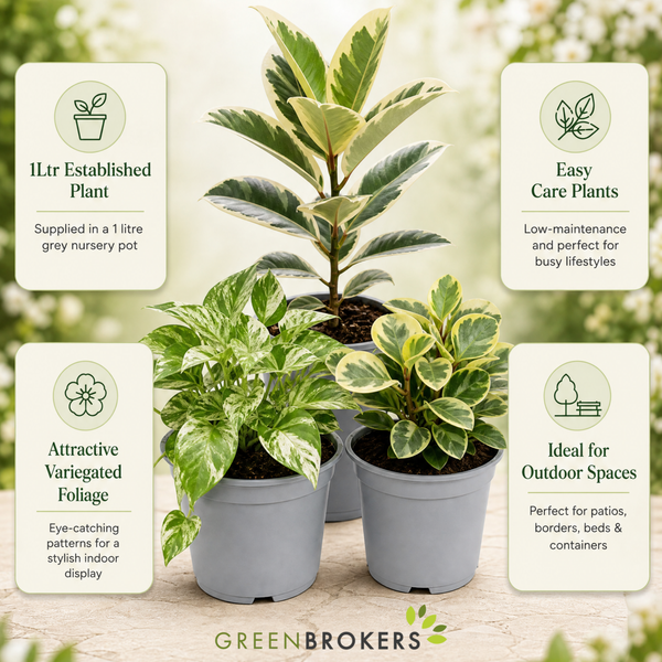 Designer Variegated 3 Plant Collection - Ficus Belize, Marble Queen & Peperomia Plant, 1L Pots