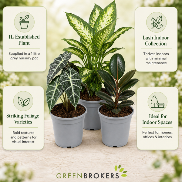 Bold Leaf 3 Plant Collection - Dieffenbachia, Alocasia Polly & Rubber Plant, 1L Pots