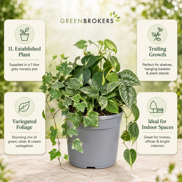 Trailing Jungle 3 Plant Collection - Ivy, Philodendron Brasil & Scindapsus – Mixed Houseplants Set in 1L Pots
